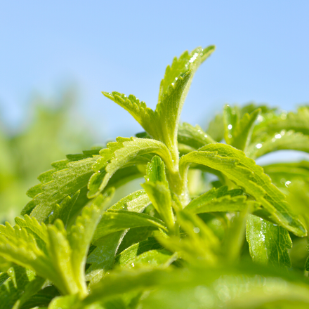 Stevia, NutraSweet Natural™, Sugar-Like, Sugar subsitute